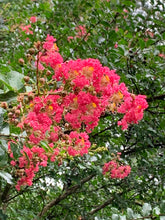 Load image into Gallery viewer, 25 Red Carolina Beauty Crepe Myrtle Tree Seeds
