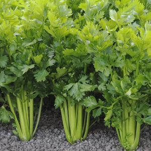 500 Organic Utah Celery Vegetable Seeds