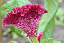 Load image into Gallery viewer, 200 Celosia Supercrest Flower Seeds
