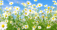 Load image into Gallery viewer, 1000+ Chamomile Flowering Herb Seeds
