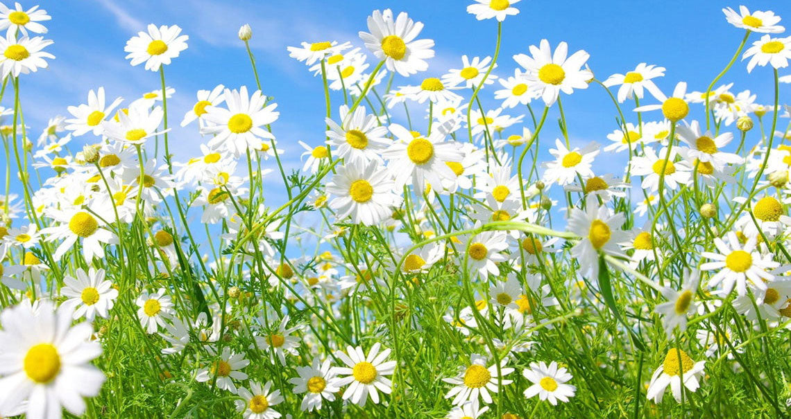 chamomile seeds from flower 1000+ Chamomile Flowering Herb Seeds