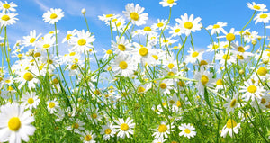 1000+ Chamomile Flowering Herb Seeds