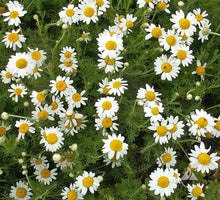 Load image into Gallery viewer, 1000+ Chamomile Flowering Herb Seeds
