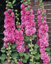Load image into Gallery viewer, 25 Chaters Bright Pink Hollyhock Flower Seeds
