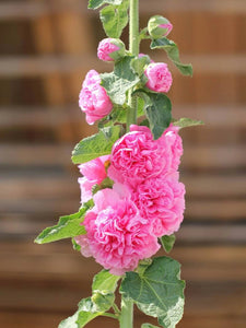 25 Chaters Bright Pink Hollyhock Flower Seeds