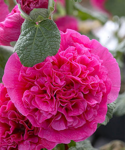 25 Chaters Bright Pink Hollyhock Flower Seeds