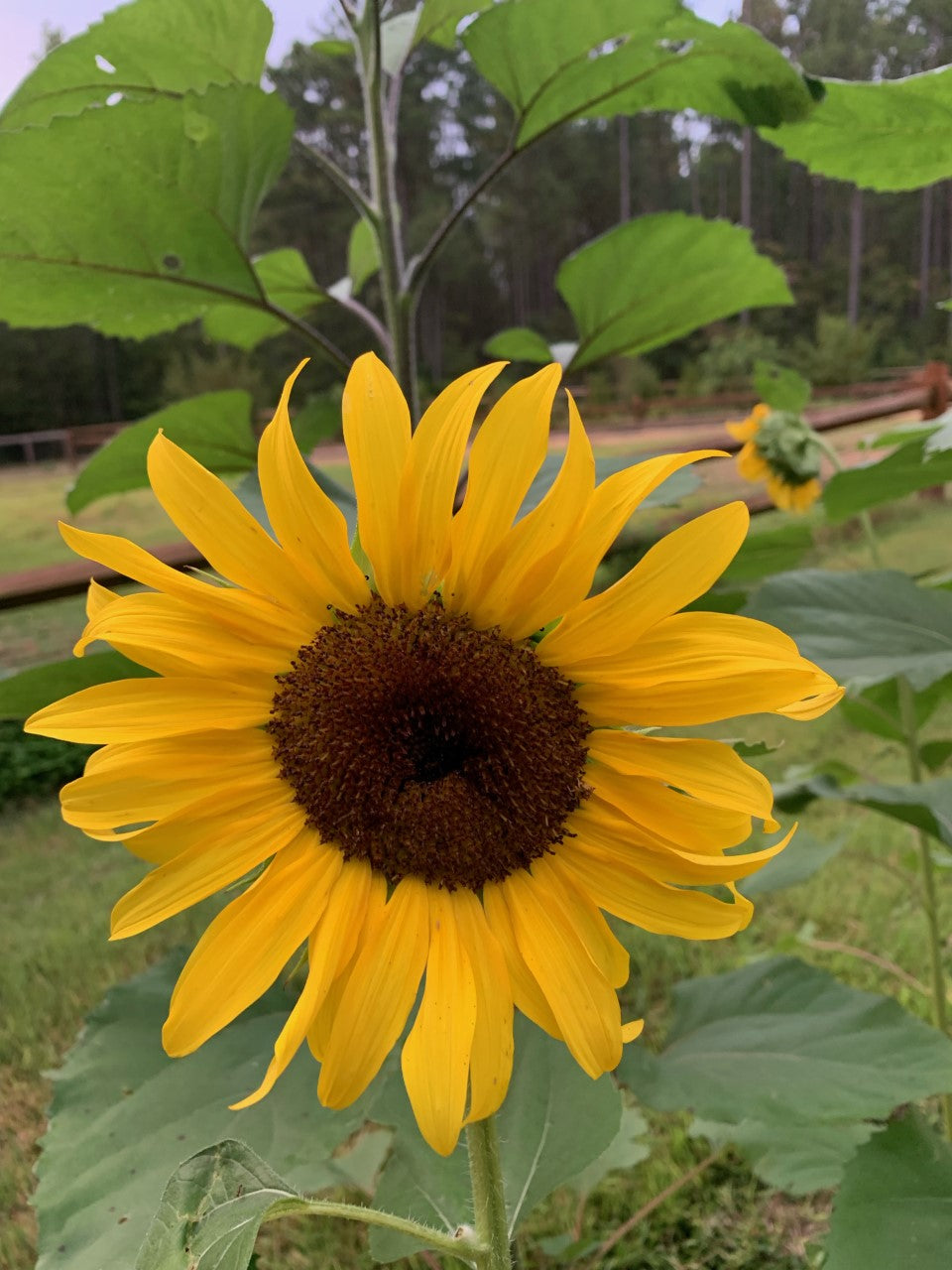 cherry rose sunflower seeds 25 Cherry Rose Sunflower Seeds