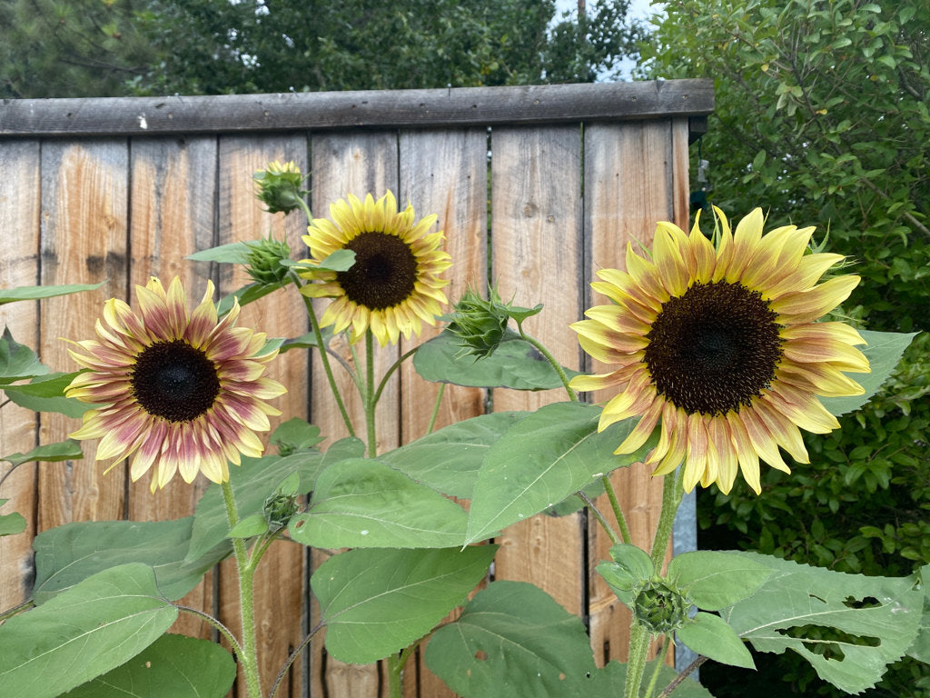 cherry rose sunflower seeds 25 Cherry Rose Sunflower Seeds