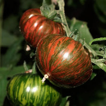 Load image into Gallery viewer, 20 Organic Chocolate Stripes Heirloom Tomato Vegetable Seeds
