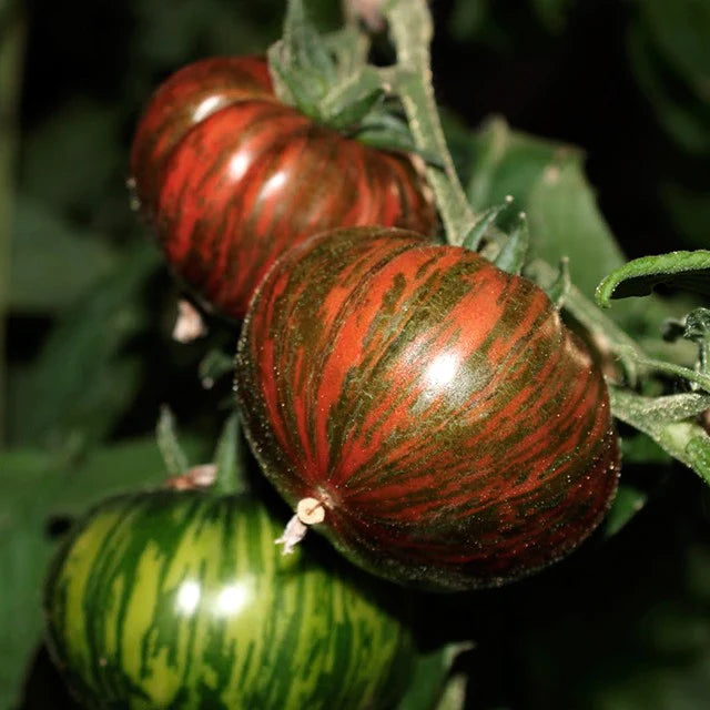 20 Organic Chocolate Stripes Heirloom Tomato Vegetable Seeds