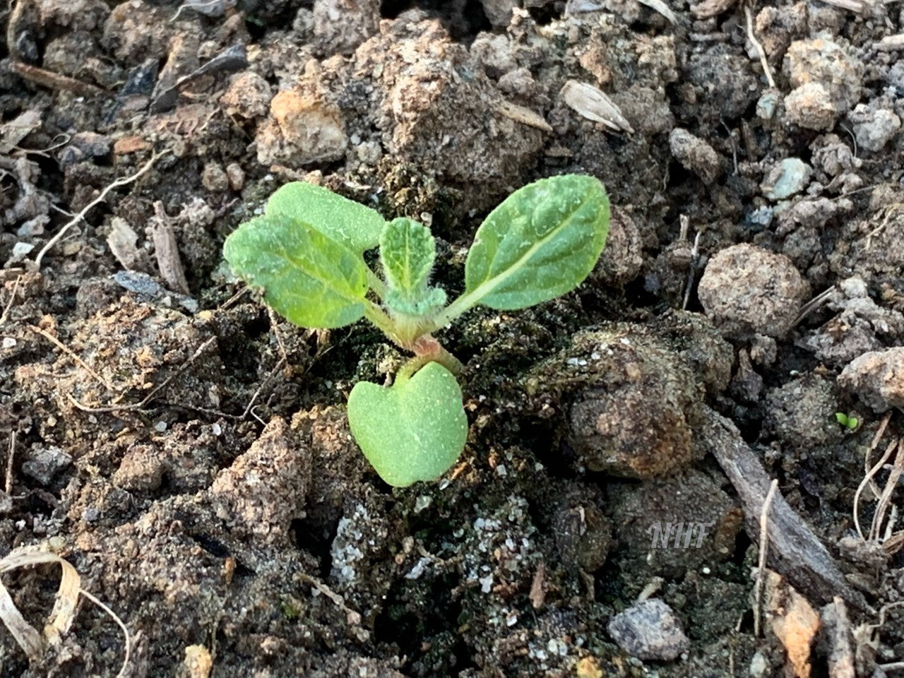 thumbnail image 2 of 100 "Blue Monday" Clary Sage / Blue Monday Salvia Flower Seeds - New Hill Farms 2 of 10
