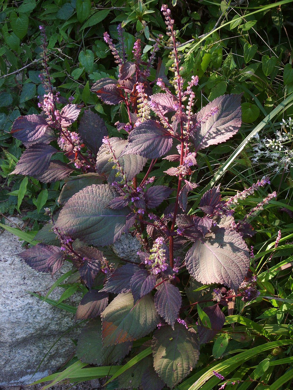 where are the seeds on a coleus plant 100 Wild Purple Coleus Seeds – New Hill Farms