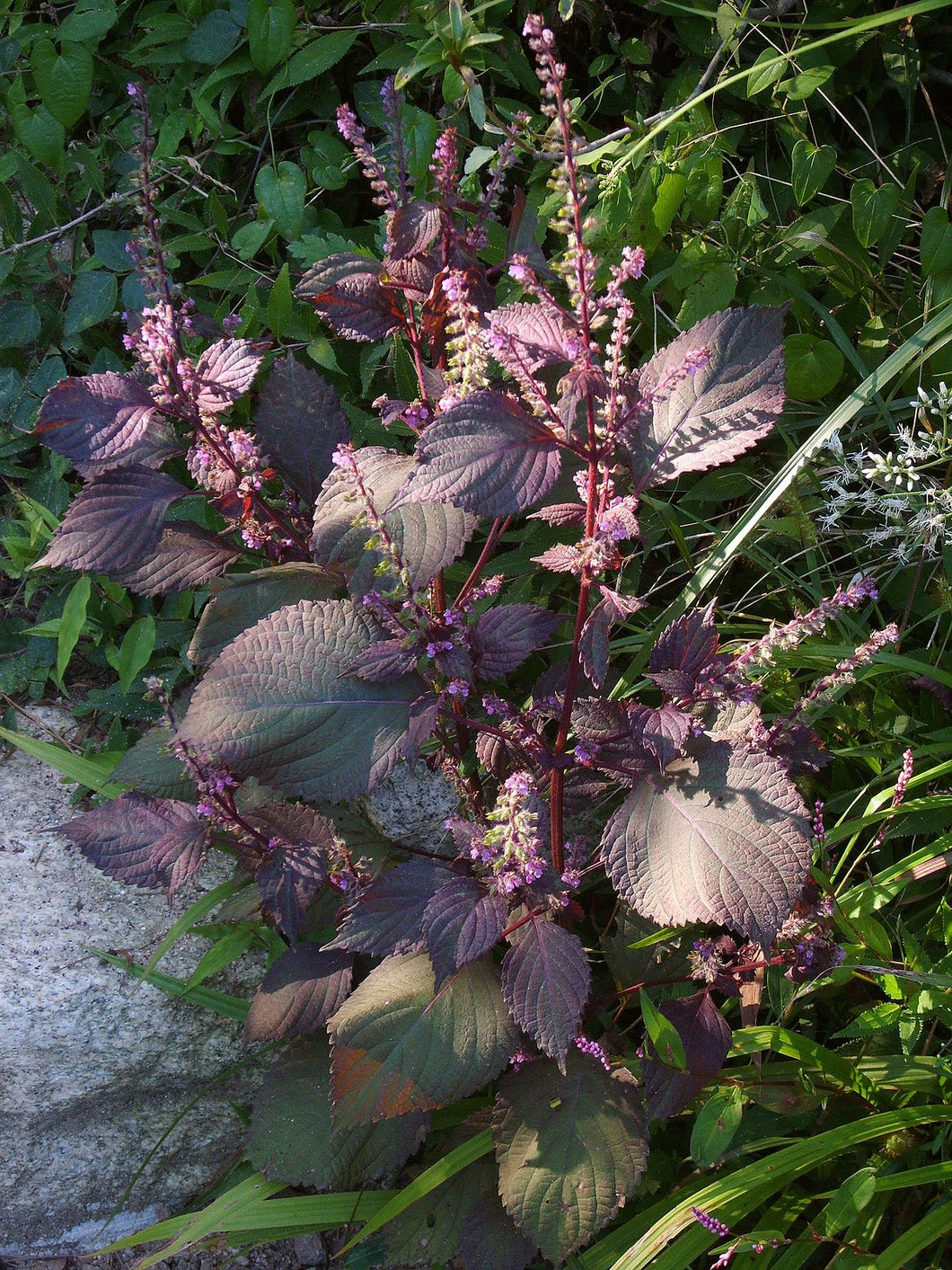 coleus seed planting 100 Wild Purple Coleus Seeds
