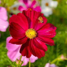 Load image into Gallery viewer, 300 Dazzler Cosmos Flower Seeds
