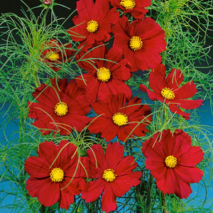 300 "Complete Mix" Cosmos Flower Seeds