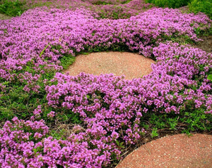 planting creeping thyme seeds outdoors 500 Purple Creeping Thyme Flower Seeds
