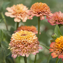 Load image into Gallery viewer, 50 Peach Crested Zinnia Flower Seeds
