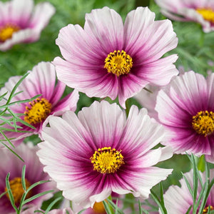 300 "Complete Mix" Cosmos Flower Seeds