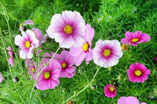 Load image into Gallery viewer, 300 &quot;Pastel Mix&quot; Cosmos Flower Seeds
