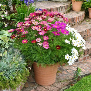 cosmos seed planting depth 200 Dwarf Cosmos Flower Seeds – New Hill Farms