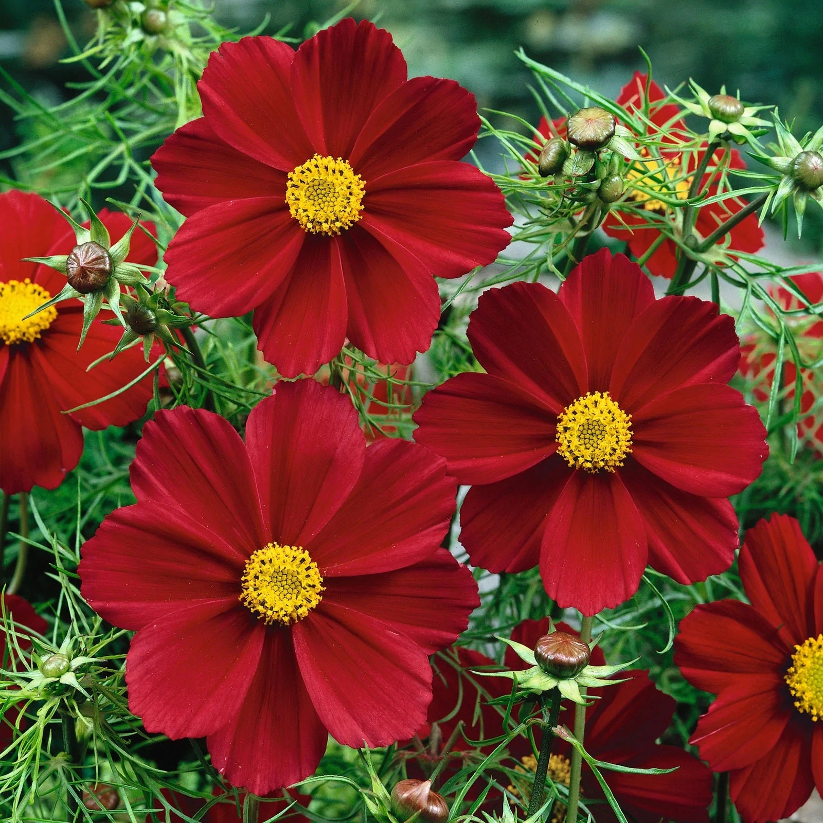 cosmos planting seeds 200 Dwarf Cosmos Flower Seeds