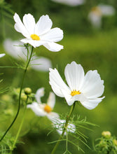 Load image into Gallery viewer, 100 Dwarf Cosmos Flower Seeds
