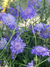Load image into Gallery viewer, 20 Fama Blue Scabiosa Flower Seeds
