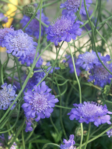 20 Fama Blue Scabiosa Flower Seeds