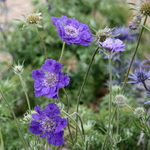 Load image into Gallery viewer, 20 Fama Blue Scabiosa Flower Seeds
