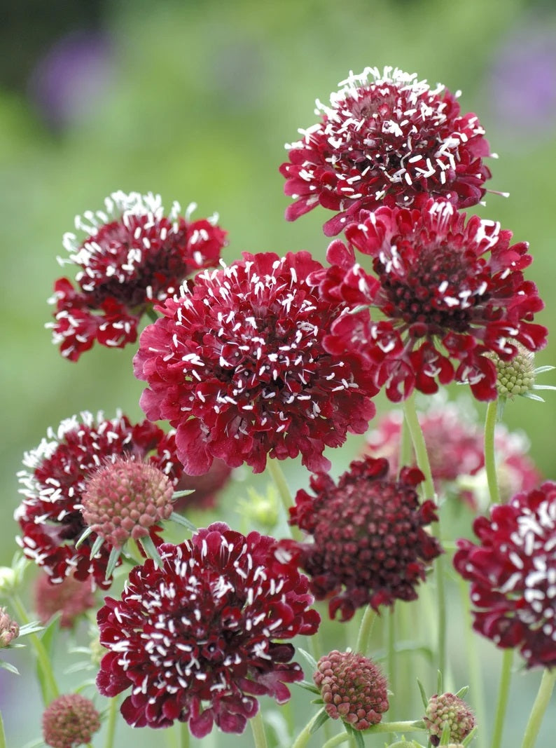 fire and flower seeds 30 Fire King Scabiosa/Pincushion Flower Seeds