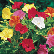 Load image into Gallery viewer, 50 Four O&#39;Clock Mixed Color Flower Seeds
