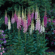 Load image into Gallery viewer, 200 &quot;Foxy&quot; Dwarf Mixed Color Foxglove Flower Seeds
