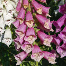 Load image into Gallery viewer, 200 &quot;Foxy&quot; Dwarf Mixed Color Foxglove Flower Seeds
