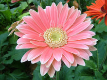 Load image into Gallery viewer, 25 California Giant Gerbera Daisy Flower Seeds
