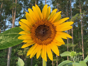 20 American Giant Sunflower Seeds