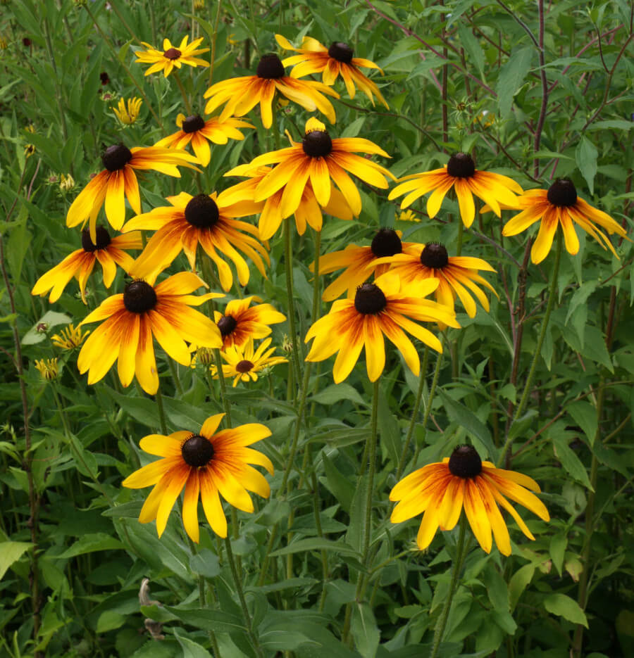 planting rudbeckia from seed 500 "Gloriosa" Rudbeckia Flower Seeds – New Hill Farms