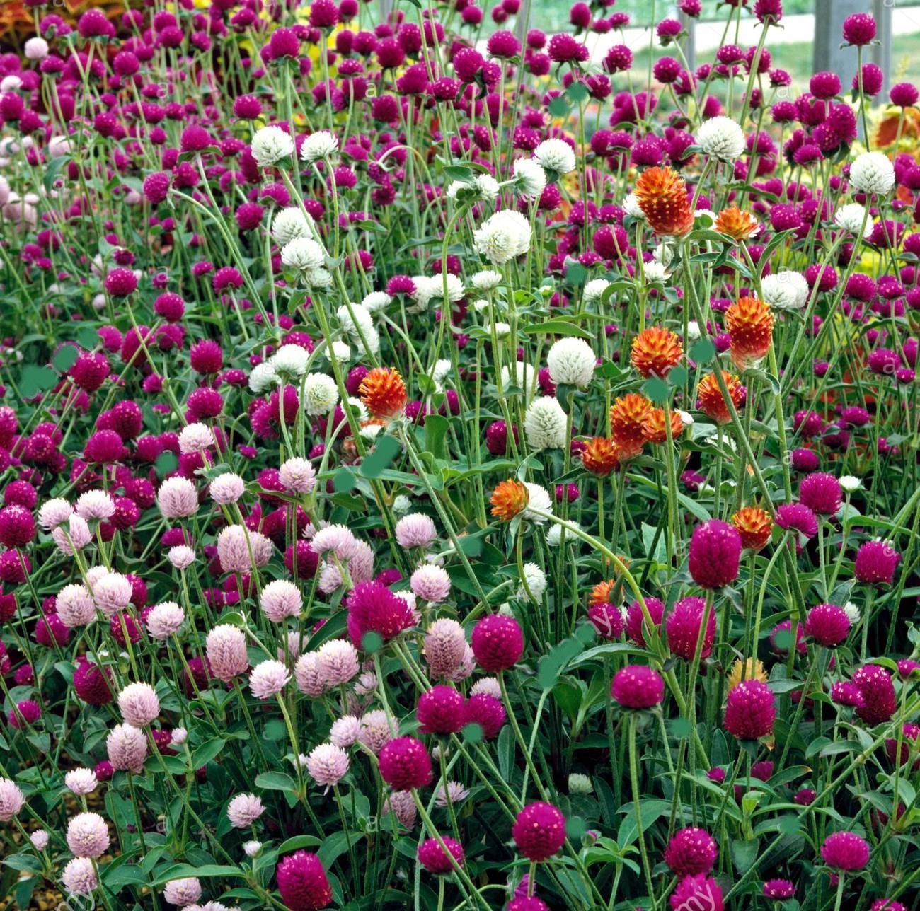 planting globe amaranth seeds 100 Globe Amaranth Mixed Color Flower Seeds