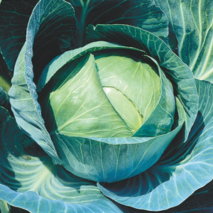 100 Organic All Seasons Green Cabbage Vegetable Seeds