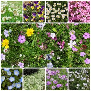 500+ Flowering Ground Cover Seed Mix