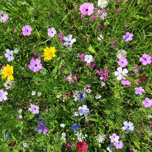 500+ Flowering Ground Cover Seed Mix
