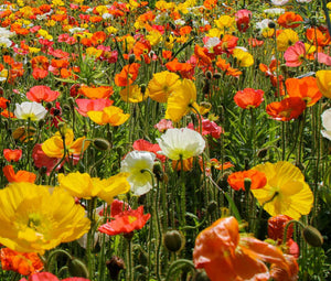 poppy seed flower field 1000+ Iceland Poppy Flower Seeds – New Hill Farms
