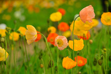 Load image into Gallery viewer, 1000+ Iceland Poppy Flower Seeds

