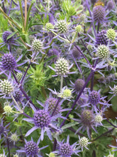 Load image into Gallery viewer, 25 Blue Glitter Thistle / Eryngium Flower Seeds
