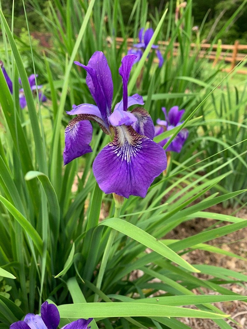 50 Wild Purple Iris Flower Seeds