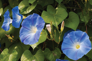 50 Heavenly Blue Morning Glory Flower Seeds