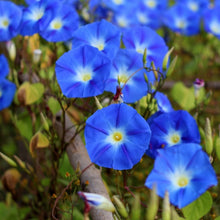 Load image into Gallery viewer, 50 Heavenly Blue Morning Glory Flower Seeds

