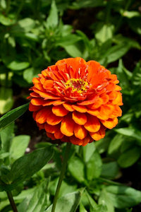 100 "Orange King" Zinnia Flower Seeds