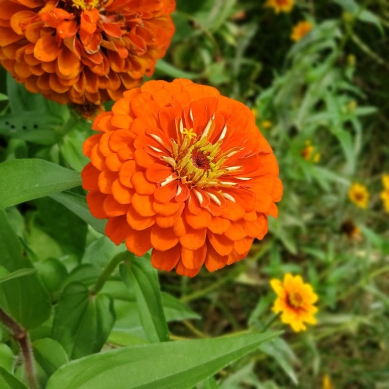 Fire-King - グラスベイク「zinnia」オレンジ百日草マグ Fire-King - グラスベイク「zinnia」オレンジ百日草マグの通販