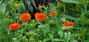 100 "Orange King" Zinnia Flower Seeds