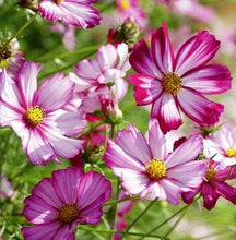 Load image into Gallery viewer, 300 &quot;Passion Mix&quot; Cosmos Flower Seeds
